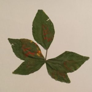 5-leaf-belpatra