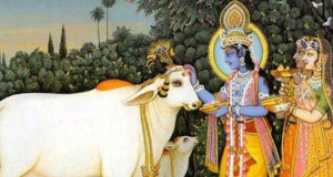 krishna bhagwan cow gau mata
